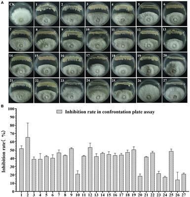 Screening and characterization of biocontrol bacteria isolated from Ageratum conyzoides against Collectotrichum fructicola causing Chinese plum (Prunus salicina Lindl.) anthracnose